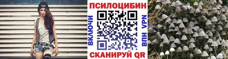 купить  цена  OMG как зайти  Псилоцибиновые грибы Psilocybine cubensis  Александров 